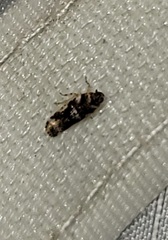 Catonia cinctifrons