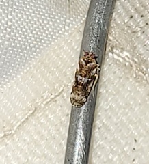 Catonia cinctifrons