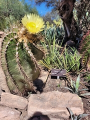 Astrophytum