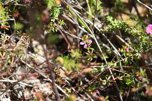 Image of Bauera capitata by (c) Greg Tasney, some rights reserved (CC BY-SA)