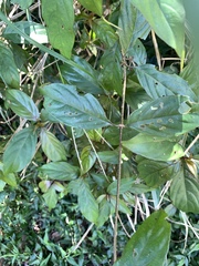 Small-Flowered Mussaenda (Mussaenda parviflora)
