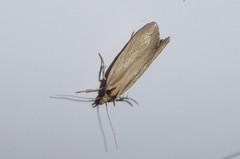 Tingena chloradelpha