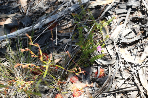 Image of Bauera capitata by (c) Greg Tasney, some rights reserved (CC BY-SA)