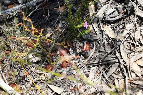 Image of Bauera capitata by (c) Greg Tasney, some rights reserved (CC BY-SA)