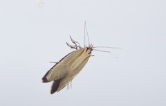 Tingena chloradelpha