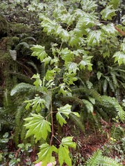 Acer circinatum