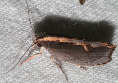 Archaereta dorsivittella