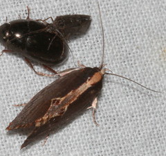 Archaereta dorsivittella