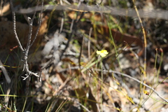 Xyris juncea