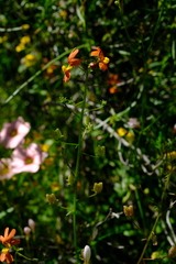 Nemesia pageae