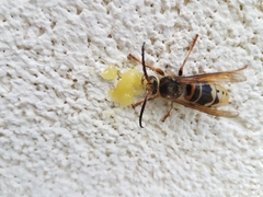 Dolichovespula media