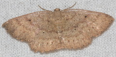 Casbia melanops