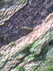 Entomobrya intermedia