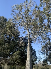 Brachychiton rupestris