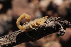 Hottentotta conspersus