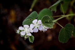 Bastardiastrum cinctum