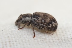 Paraptochus variegatus