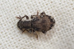 Paraptochus variegatus