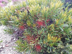 Eucalyptus mcquoidii