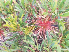 Eucalyptus mcquoidii