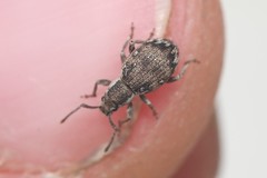 Paraptochus variegatus