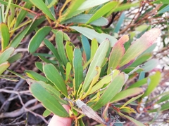 Eucalyptus mcquoidii