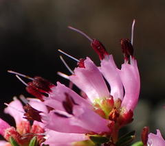 Erica dispar