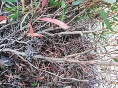 Eucalyptus mcquoidii