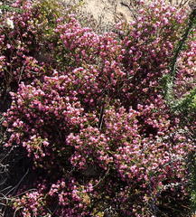 Erica dispar