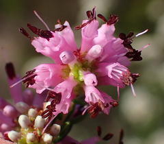 Erica dispar