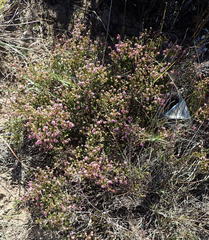Erica dispar