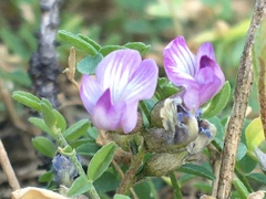 Astragalus bodinii