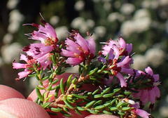 Erica dispar