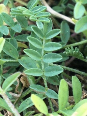 Astragalus bodinii