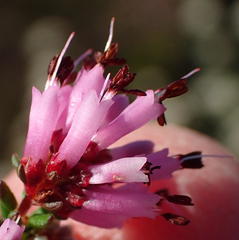 Erica dispar