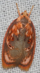 Eochrois sarcoxantha