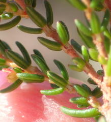 Erica dispar
