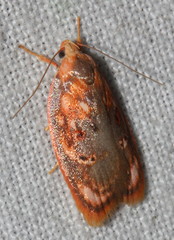 Eochrois sarcoxantha