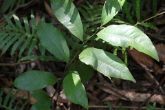 Eupomatia laurina