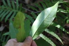 Eupomatia laurina