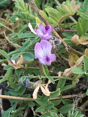 Astragalus bodinii