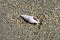 Phenatoma roseum