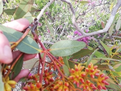 Eucalyptus uncinata