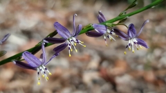 Caesia parviflora vittata