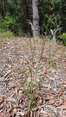 Caesia parviflora vittata