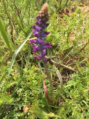 Lachenalia orchioides parviflora