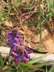 Lachenalia orchioides parviflora