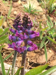 Lachenalia orchioides parviflora