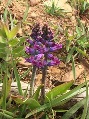 Lachenalia orchioides parviflora