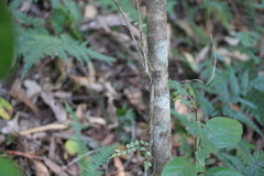 Litsea leefeana